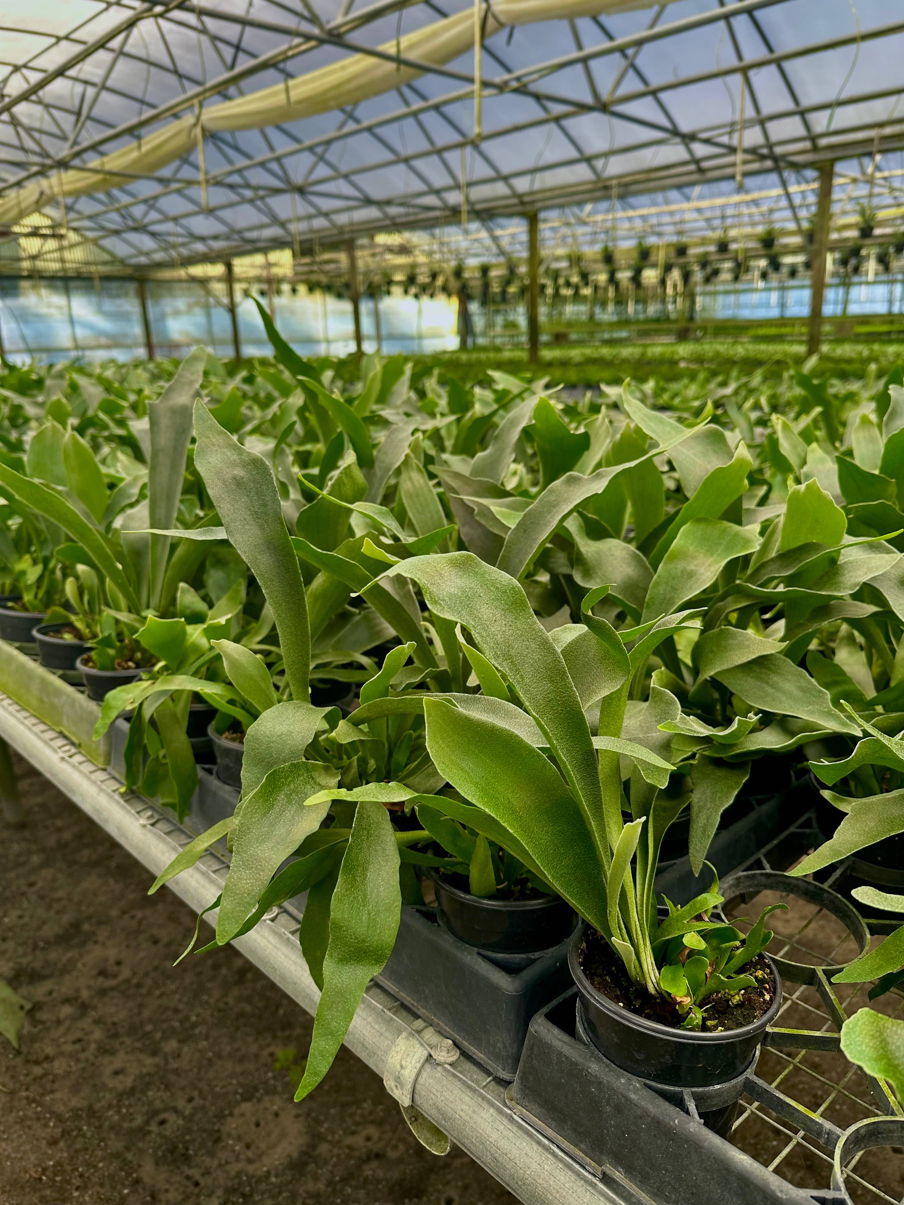 Central Florida Ferns & Foliage - Wholesale Live Plant - FERN Staghorn Netherlands Live Plant 4in1