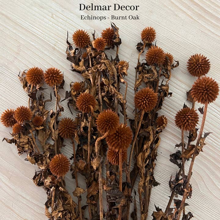 Preserved Echinops - Burnt Orange  for wholesale by Delmar Decor