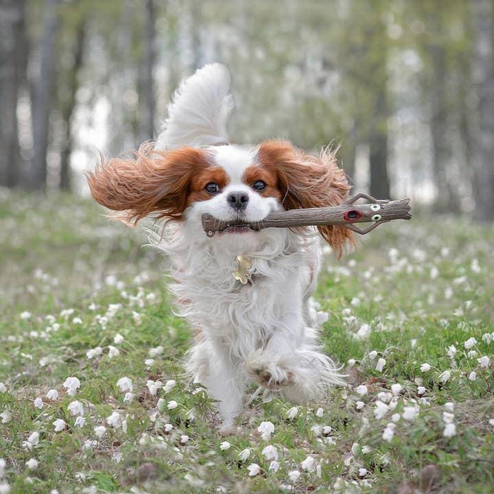 DOOG (Dog Owners Outdoor Gear) - Wholesale Pet Toy - Dog - Stick Family Toys - Twiggy Rubber Material2