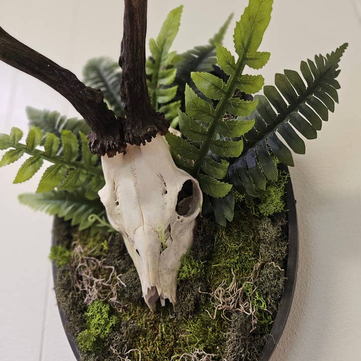 Jungle Relics – Großhandel 3D-Wandkunst – Reklamation: Gerahmter Rehschädel I und II 14"x9" Mixed-Media-Mooskunst