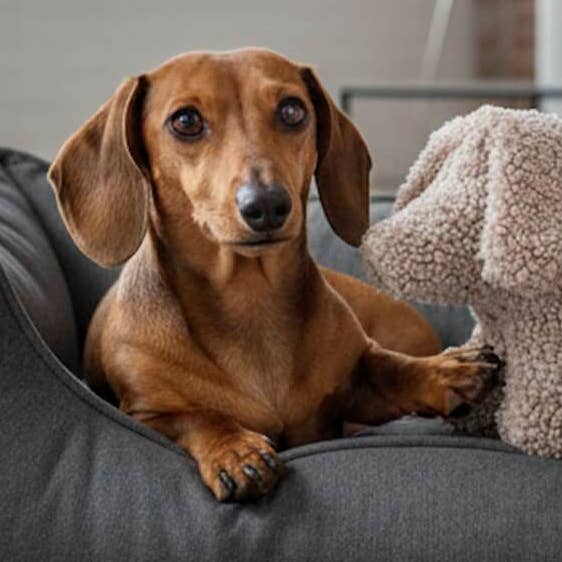 DOGS in the CITY® - Wholesale Pet Toy - Dog - Plush dog Dachshund TOM Paddy gravel0