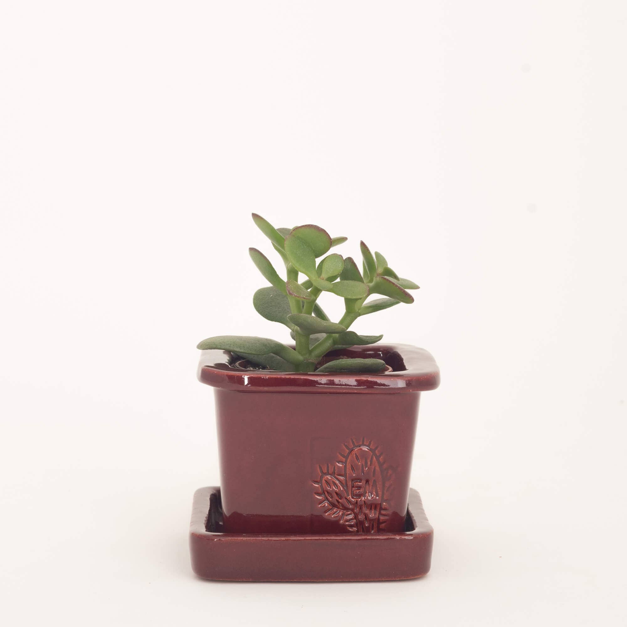 Vasos Quadrados by EM – Vaso de plantas por atacado – VASO QUADRADO MINI 6x6 - BRILHO22