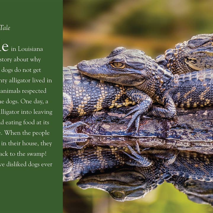 The Creative Company - Wholesale Nature & Outdoors - Amazing Animals: Alligators1