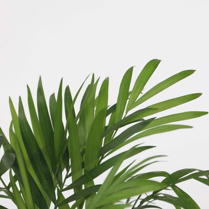 Oasis of Life - Wholesale Live Plant - Small room palms – 4 plants – Dypsis lutescens & Chamaedorea elegans – Height 25–40cm – Ø12cm – Air-purifying mini palms for indoor spaces – Easy care, tropical & decorative – Ideal for home & office4