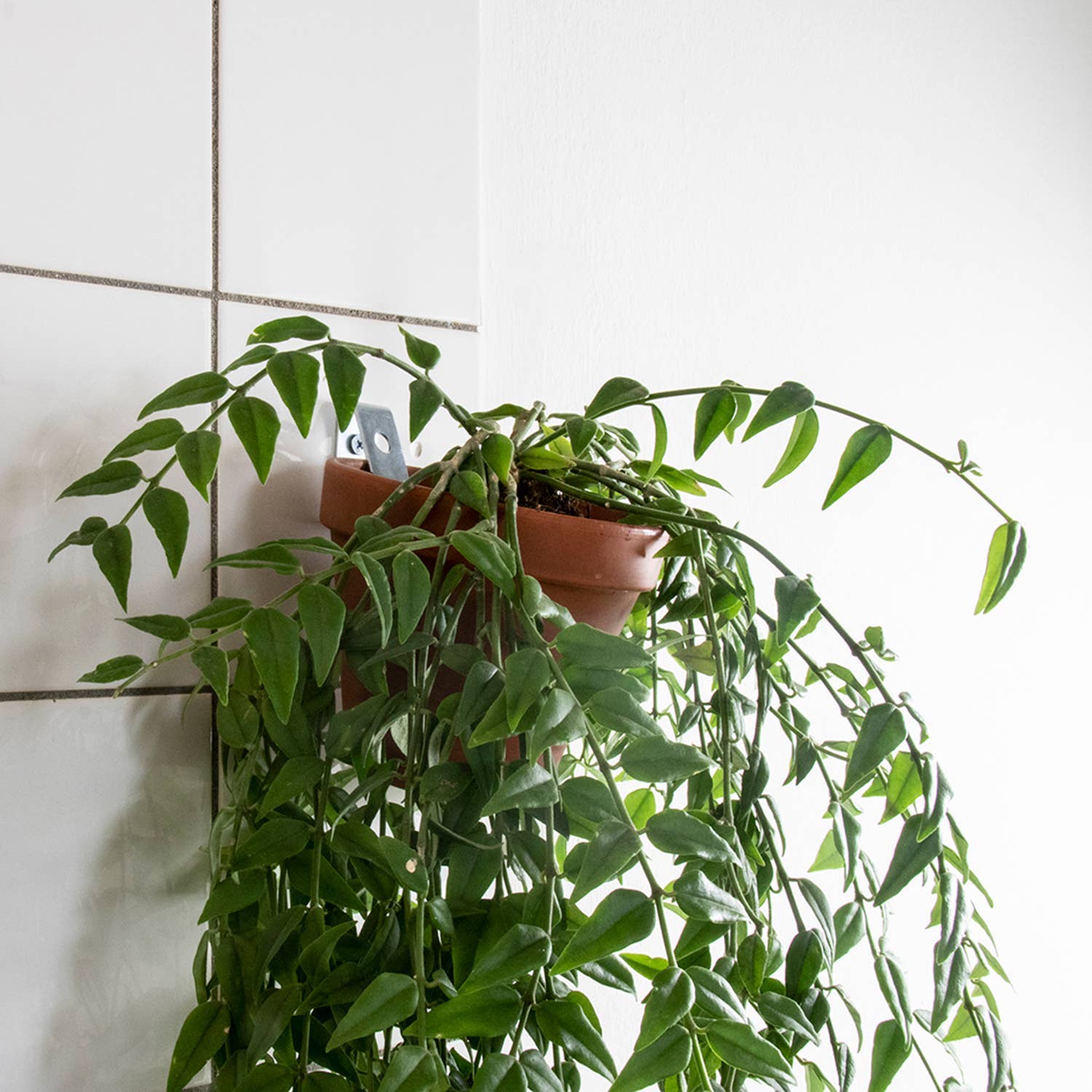 Botanopia USA - gifts , decor and cards for plant lovers - Wholesale Wall Planter - Clippy - Wall mounting kit for 5 plant pots8