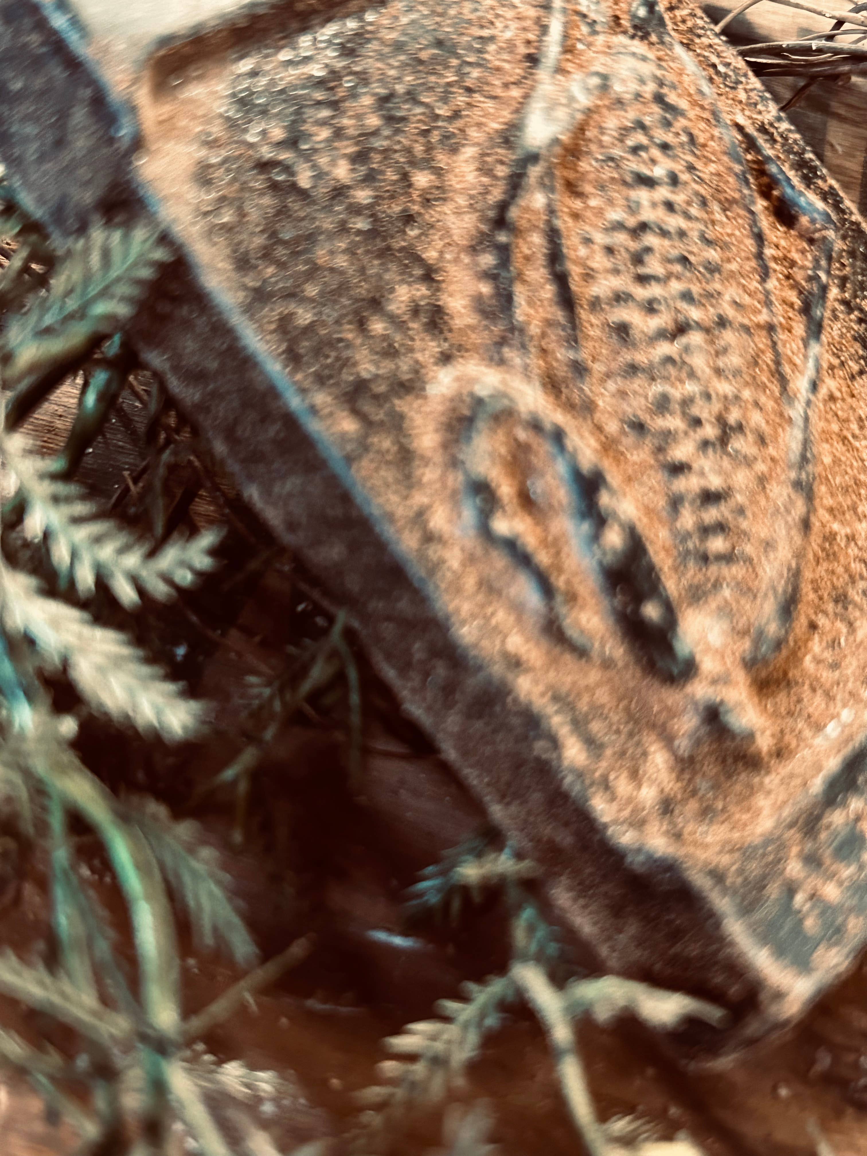 The Cranberry Cornstalk Co. – Großhandel Dekorative Platte/Teller/Schüssel – Primitive Corn Seed Packet Schüsselfüller1