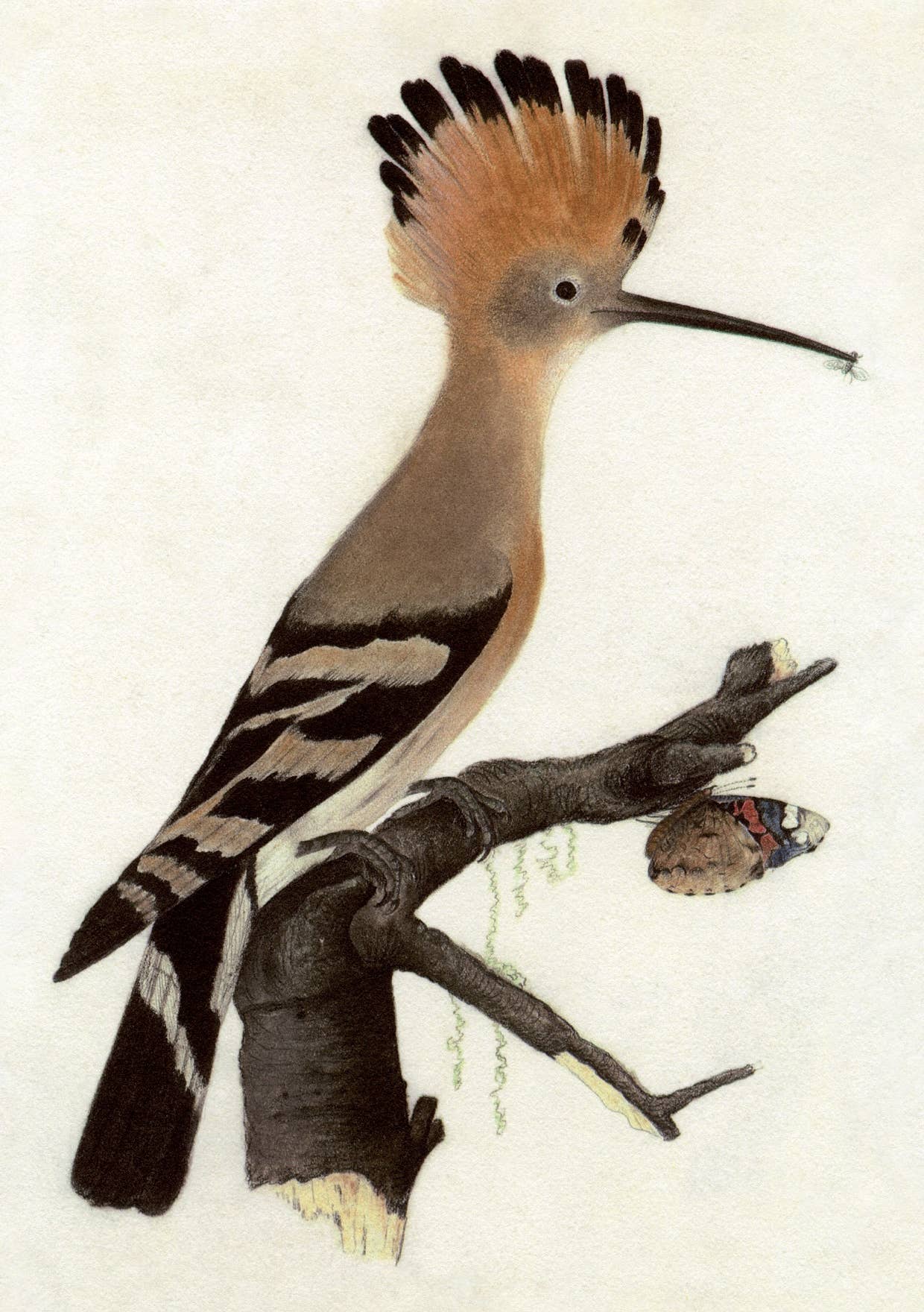 The Knowledge of Things by Catch Publishing – Postal por atacado – Postal europeu (135458)0