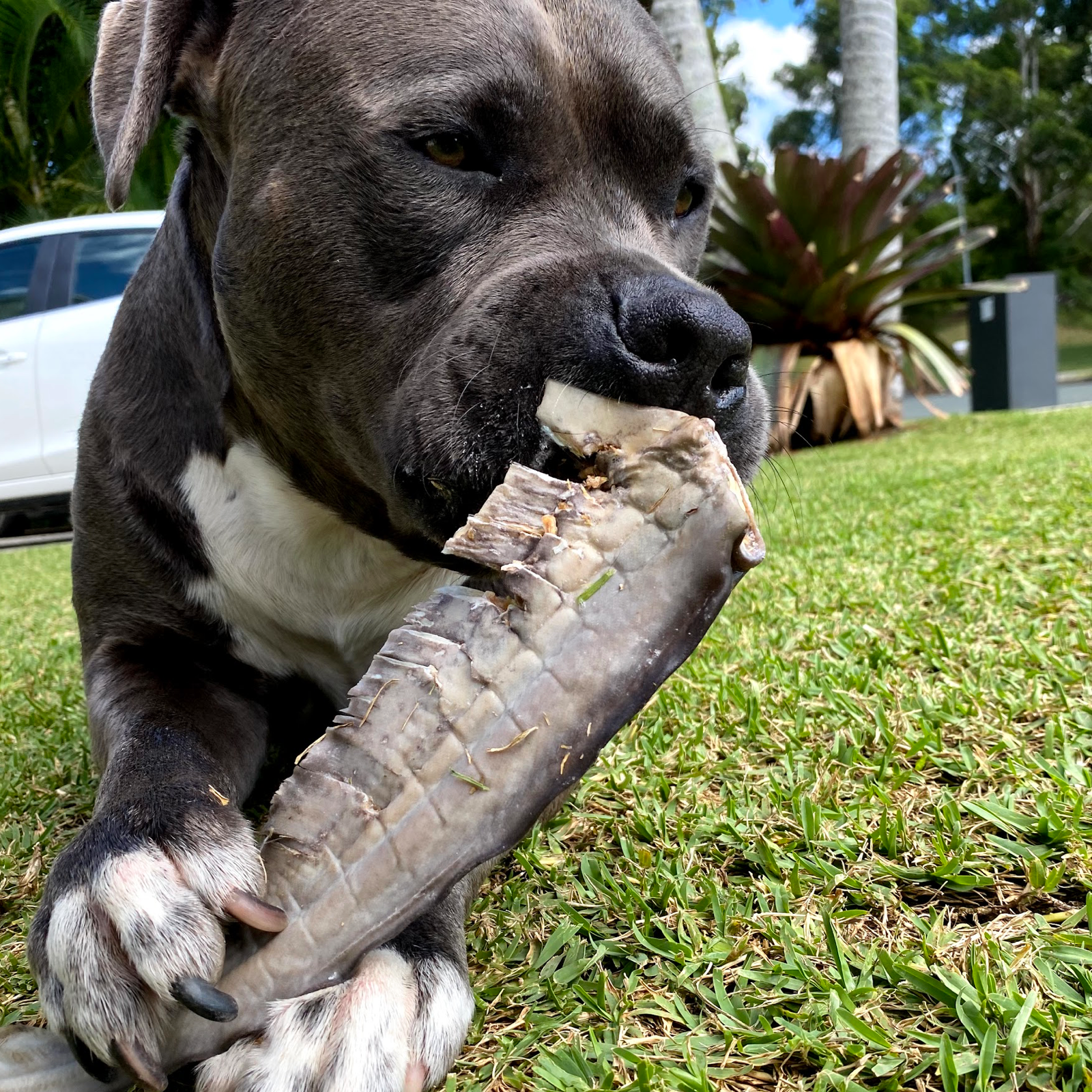 Rover Pet Products – wholesale Pet treats – Dog – Gone Fishn' - Shark Tails5