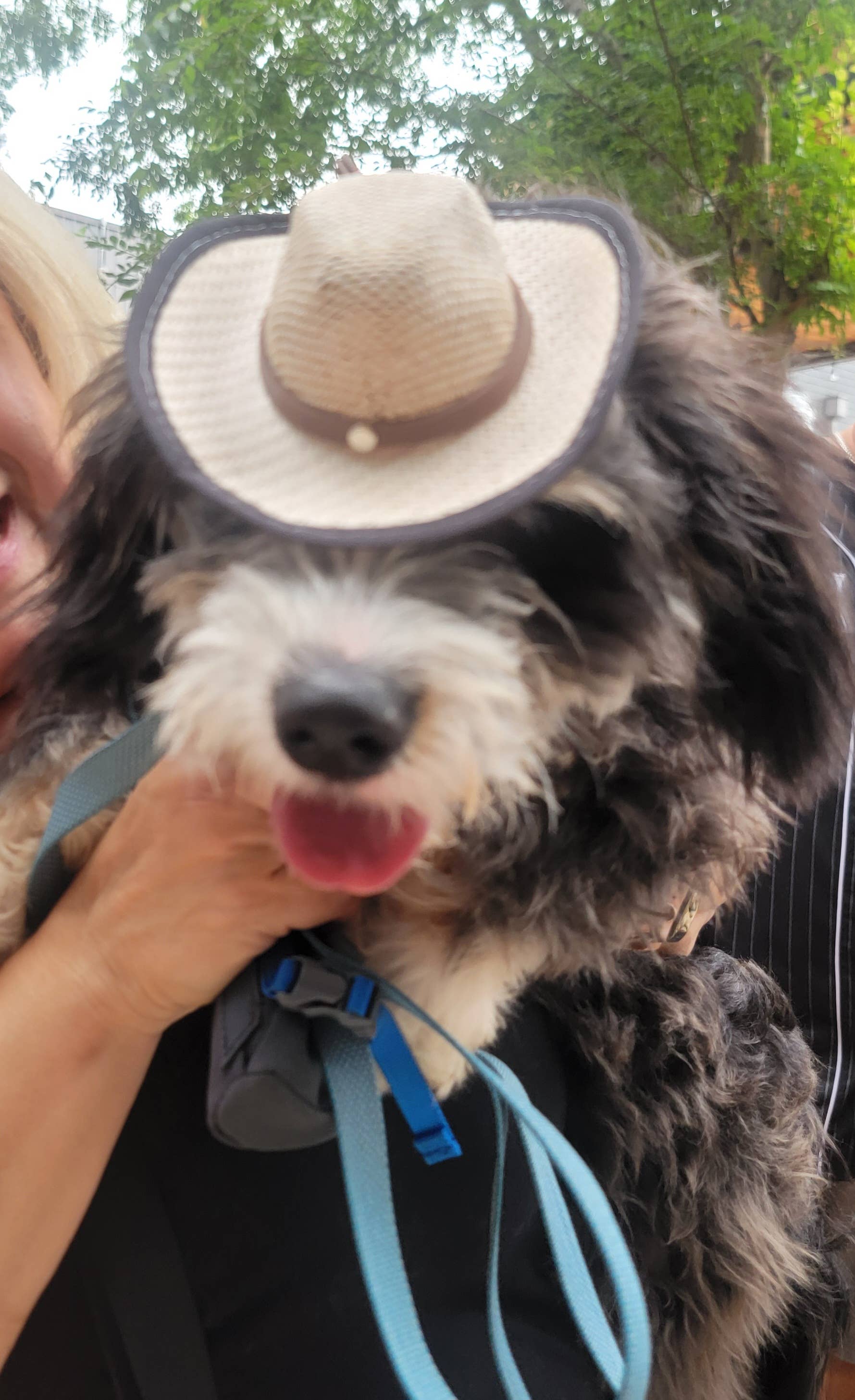 Mom And Pup Co. - Wholesale Hoed voor honden - Hond - Cowboy Huisdier Hoed - Kattenhoed, Hoeden voor Honden, Hondenhoed3