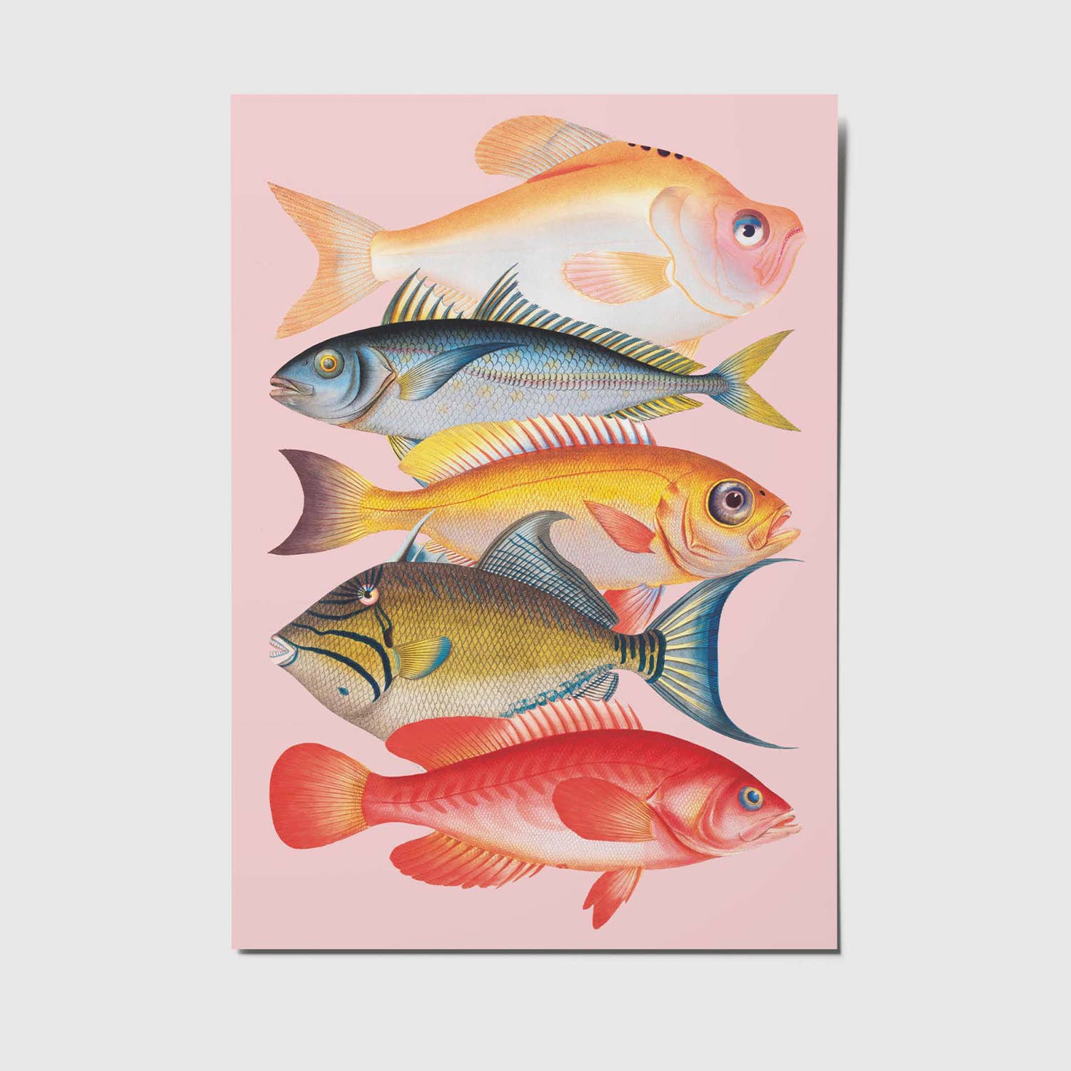 studio mirabella - Wholesale Postcard - Fish - A6 Postcard0
