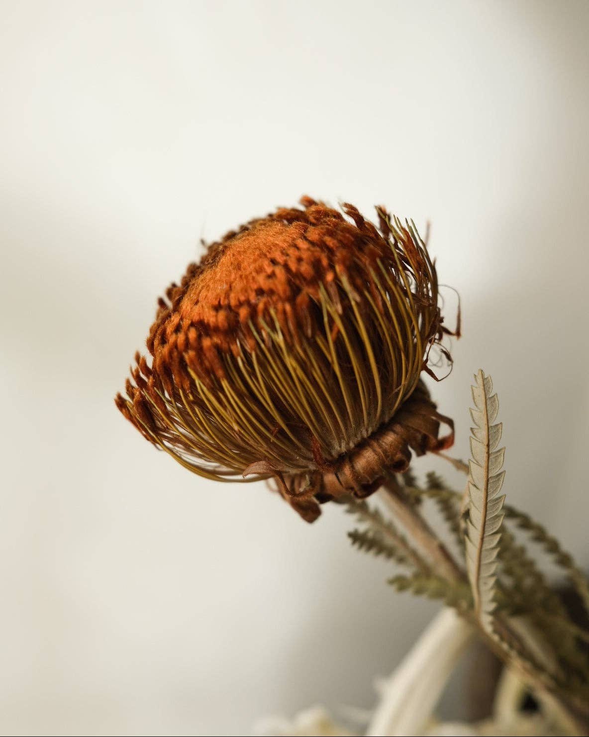Twenty Third by Deanne - Wholesale Dried/Pressed Flowers - Dried Banksia Foliage2
