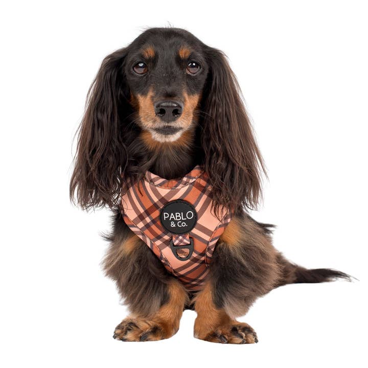 Pablo & Co. Boutique - Wholesale Pet Harness - Dog - Kensington: Adjustable Harness