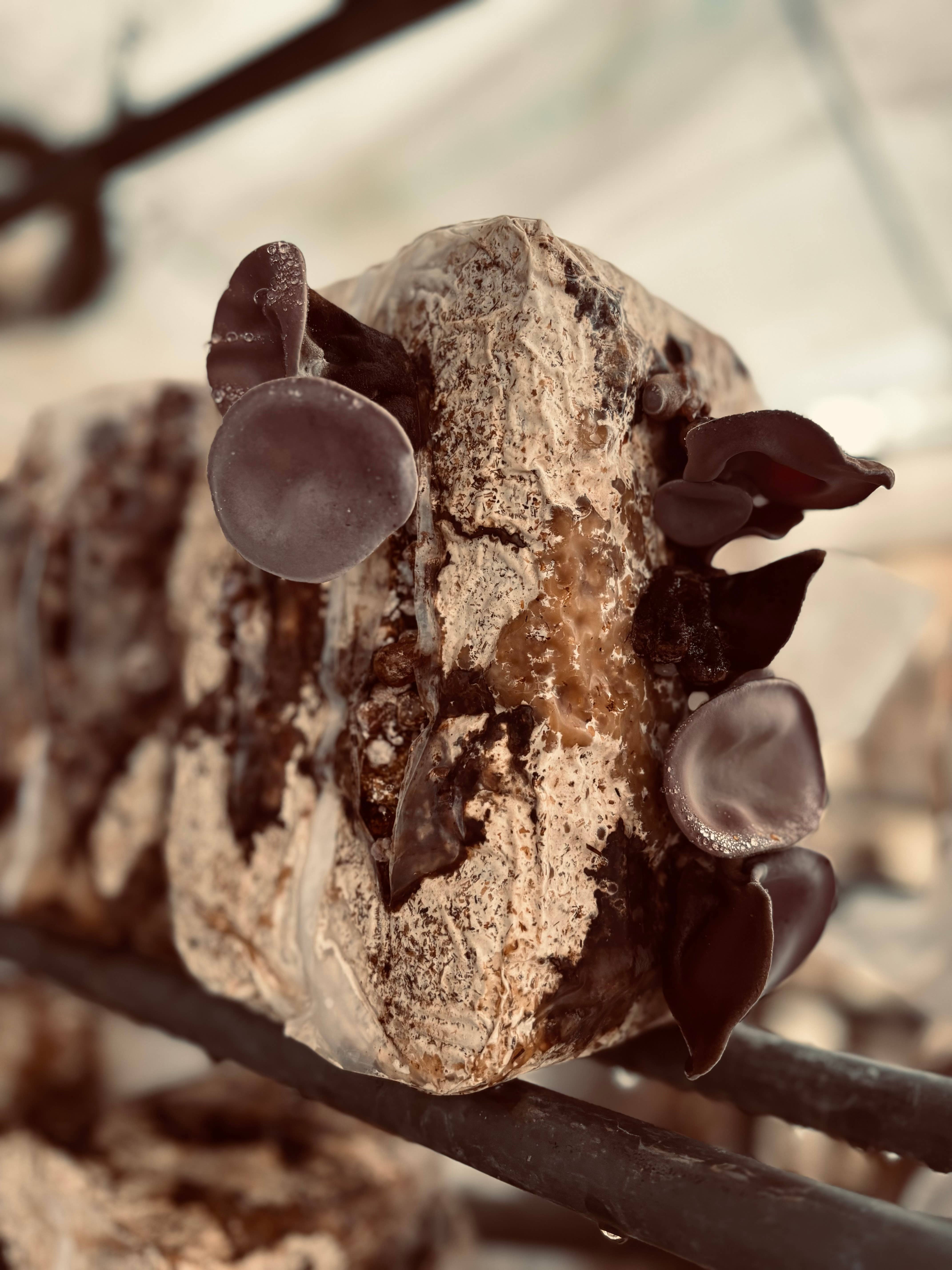 Japan Artisans - Wholesale Dried/dehydrated vegetables - Kasugai-Dried Wood Ear Mushrooms 14g – Organic - Japan6