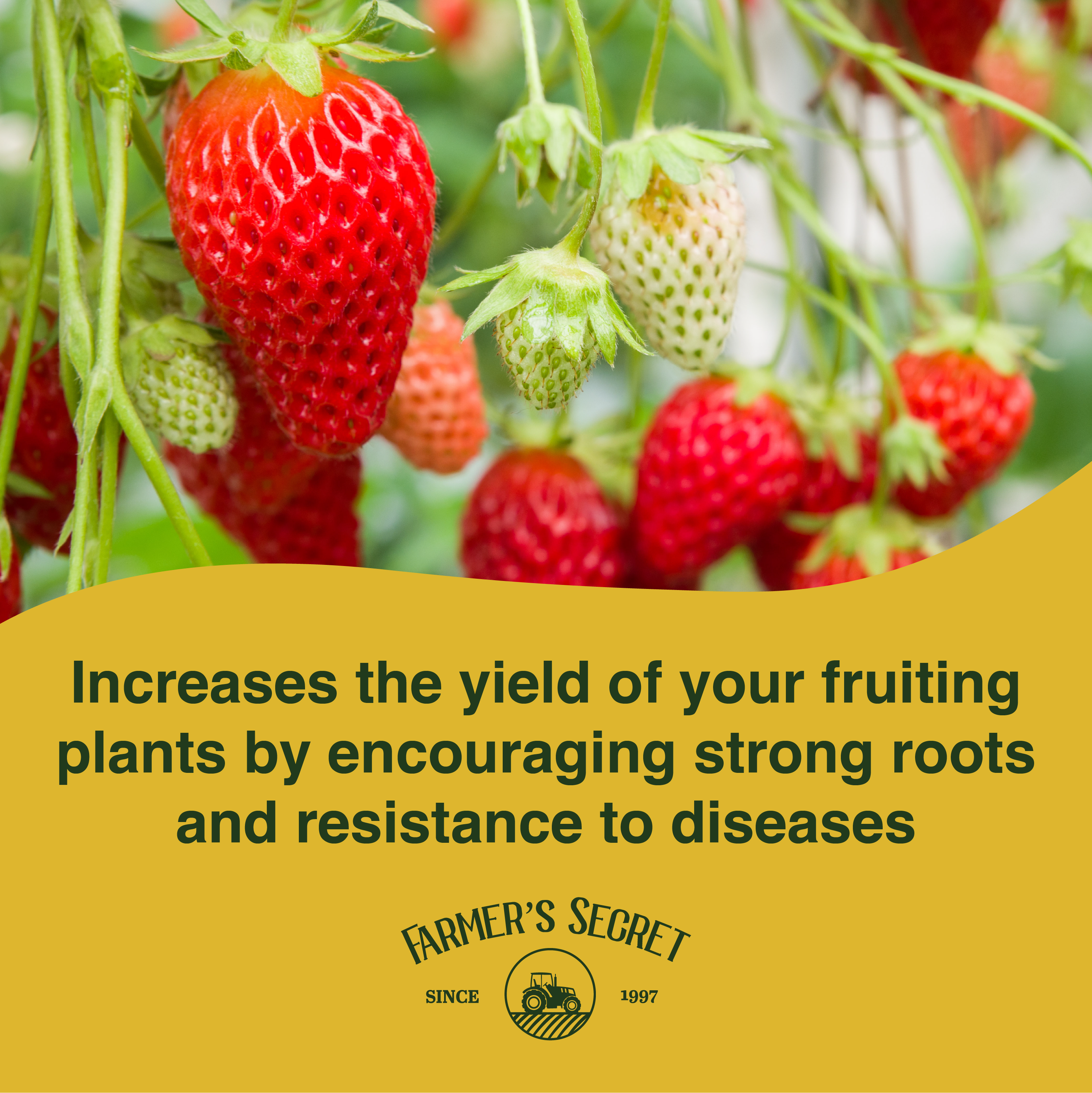 Farmer's Secret - Wholesale Fertilizer - Fruit & Bloom Booster 8oz1