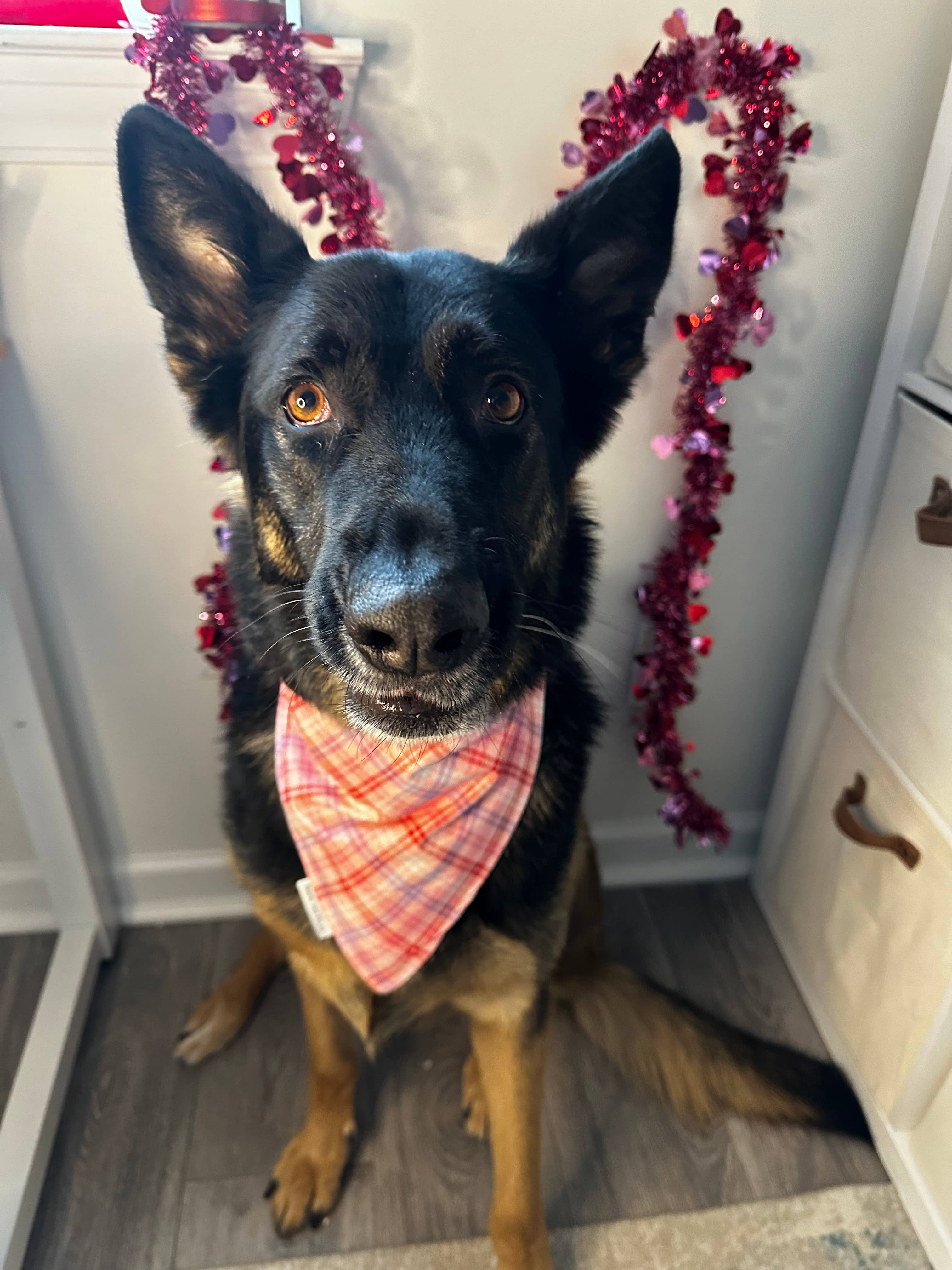 Bark ‘nd Blue - Wholesale Pet Bandana - Dog - Valentines Plaid Scrunchie Bandana1