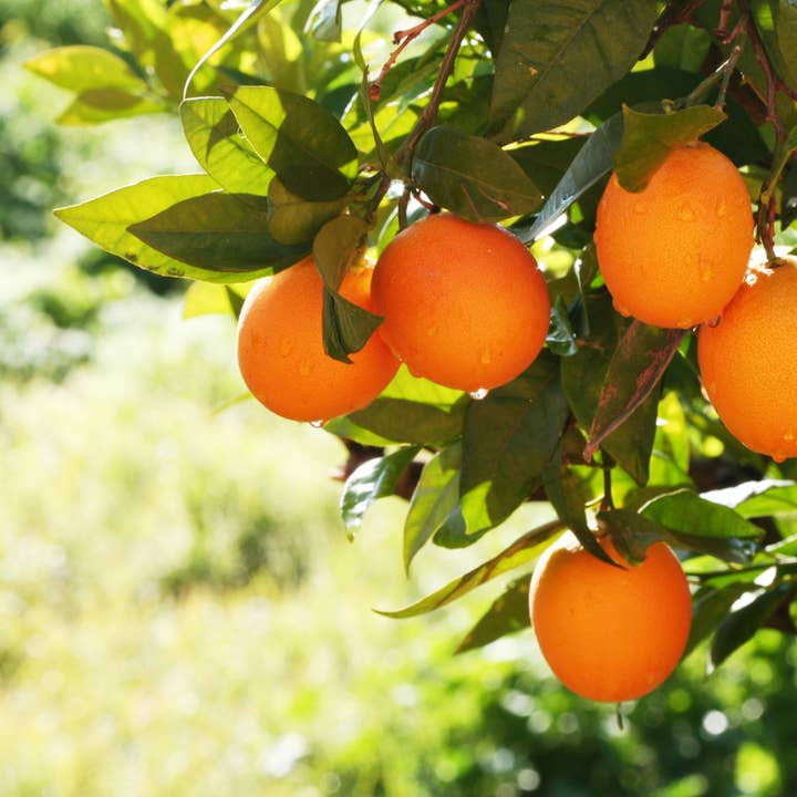 Citrus Sunrise Fragrance Oil for wholesale by Wood Bowl Candle Supply