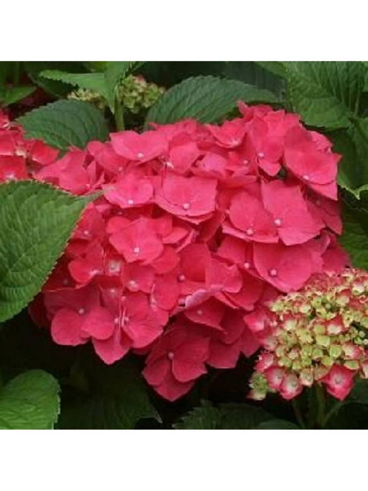 Roze Bloeiende Hortensiastruik Levende Plant voor wholesale door UniqueMartandHome