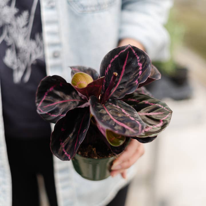 Anna's Garden, Home and Wellness - Wholesale Live Plant - 4" Calathea Assorted 2