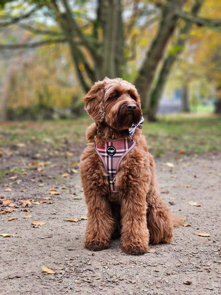 Woofs & Co – coleira - Cão por atacado – Coleira Tartan Bege Tan da Coleção Woofs & Co2