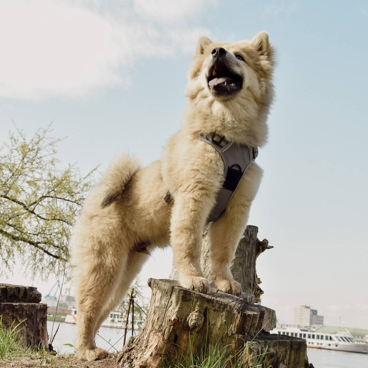 ne&no - Wholesale Pet Harness - Dog - ne&no® Outdoor Dog Harness + with Shock Absorber9