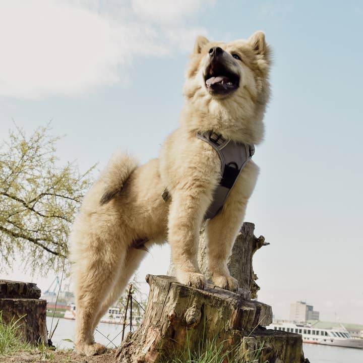 ne&no – Großhandel Haustiergeschirr – Hund – ne&no® Outdoor Brustgeschirr für Hunde + mit Ruckdämpfer9