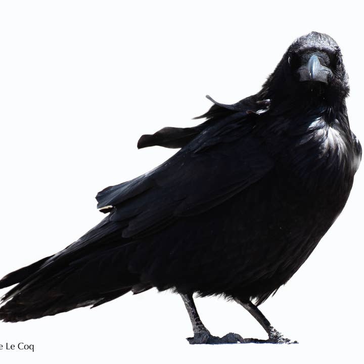 Le Corbeau pour la vente par Leslie Le Coq Photography