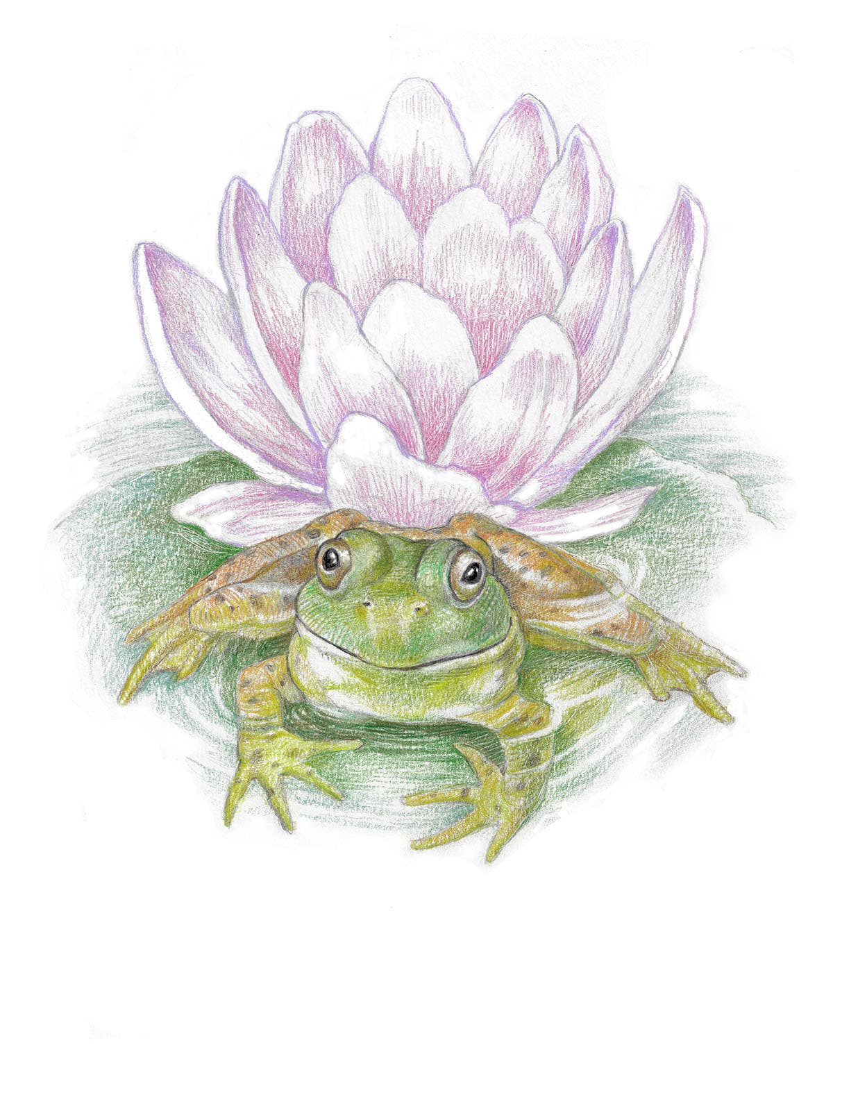 REMOVED BRAND - Wholesale Stationery/Notecard Set - Garden Frog - Boxed Set0