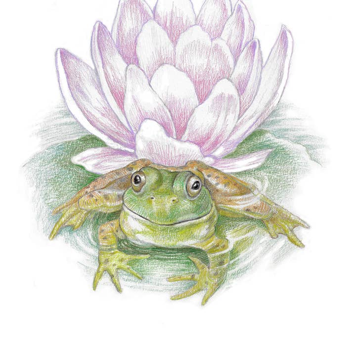 REMOVED BRAND - Wholesale Stationery/Notecard Set - Garden Frog - Boxed Set