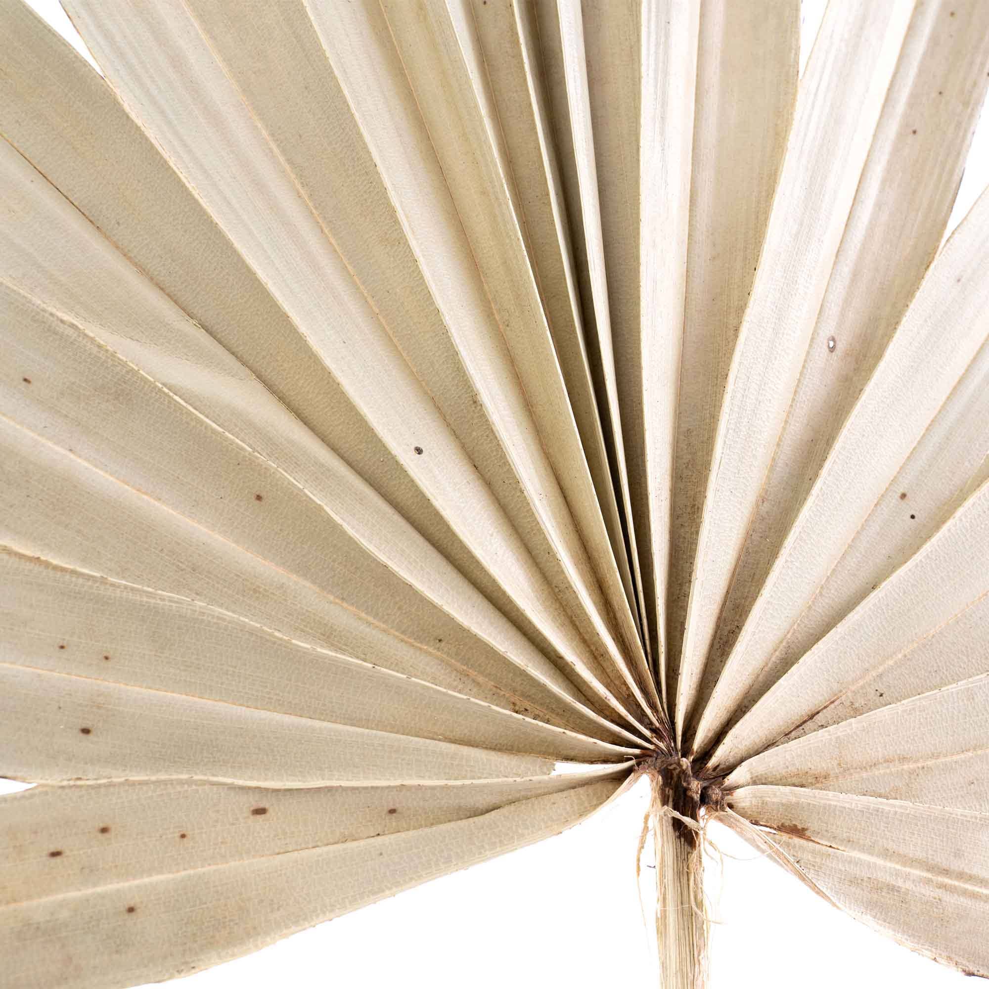 Portofino International Trading, USA - Wholesale Dried/Pressed Flowers - Dried Palm Leaf Fan - 14“4