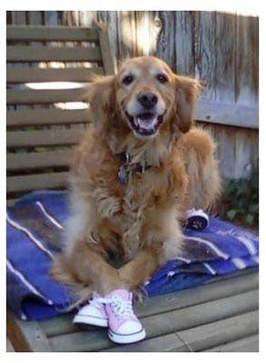 AllDogBoots – Großhandel Haustierstiefel – Hund – Zoomies Hundesneaker im Converse-Stil6