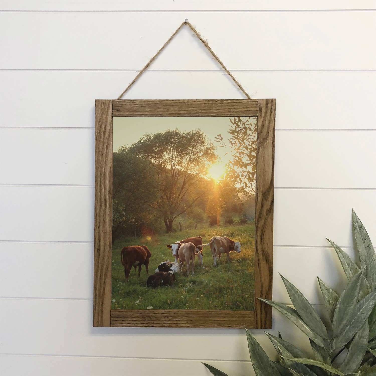 Hangout Home - Wholesale Art Print - Cows Relax Wood Sign Framed Wall Art Print0