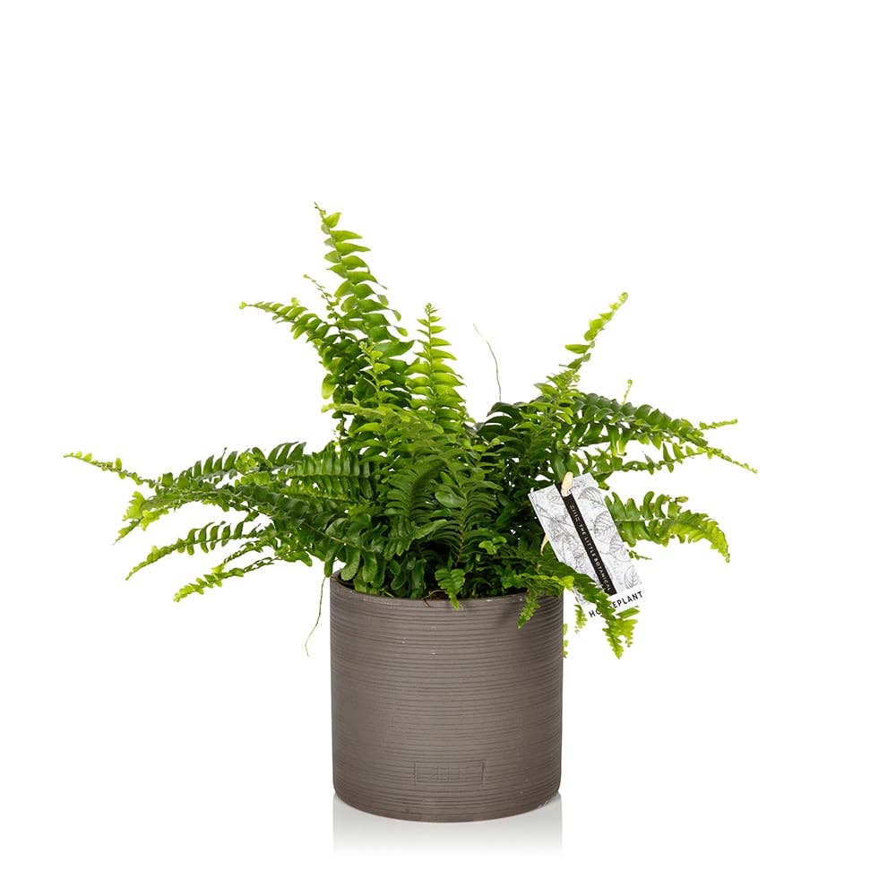The Little Botanical – wholesale Live plant – British Grown Boston Fern12