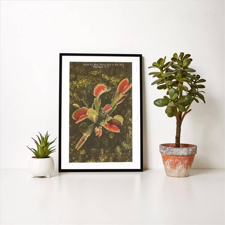 Found Image Press – wholesale Art print – Art Print NC-351 Venus Fly Trap, Wilmington