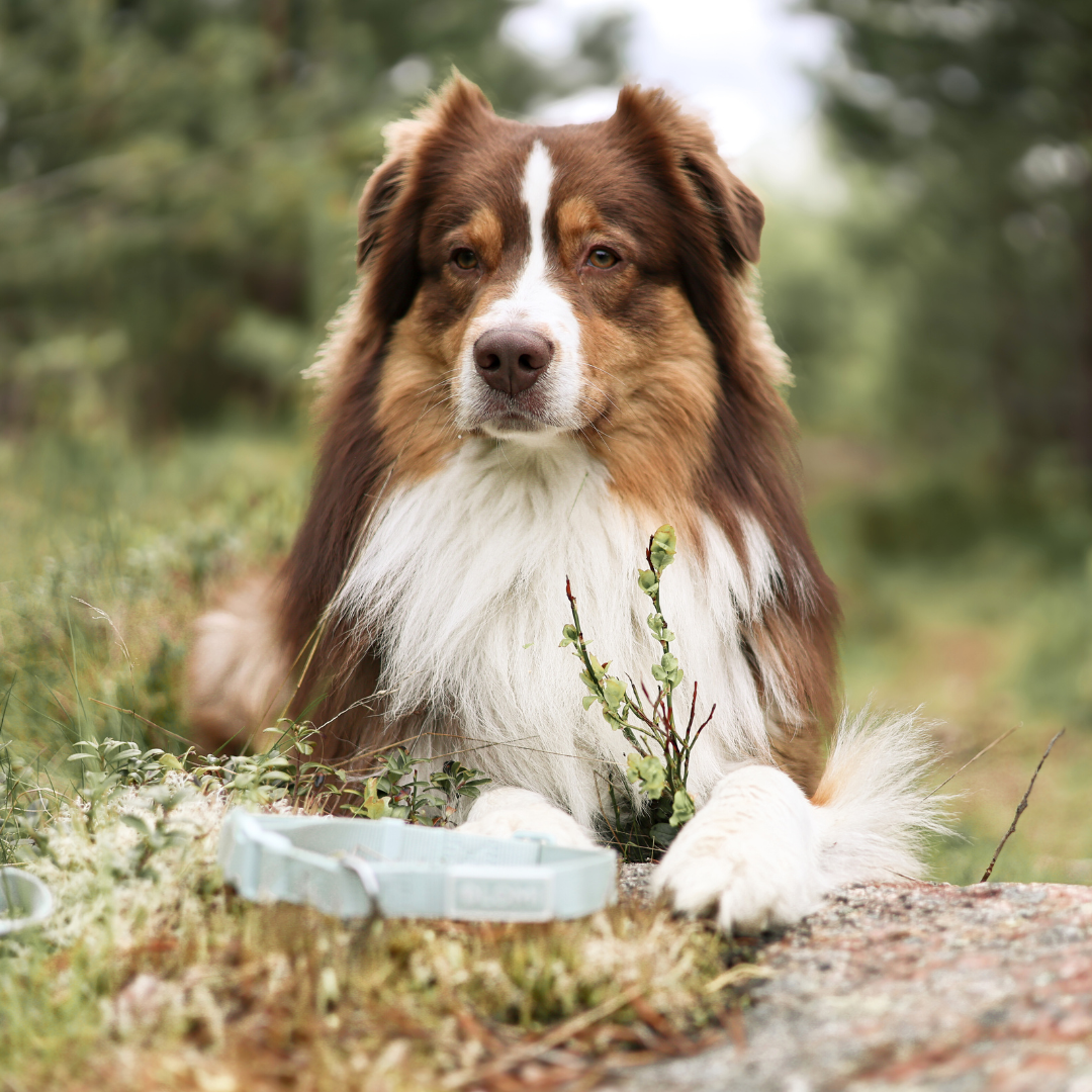 LOMI Pet Care - Wholesale Pet Collar - Dog - DOG COLLAR - ECO3