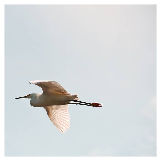 Egret #5 Modern Photograph for wholesale by Alicia Bock Print Shop