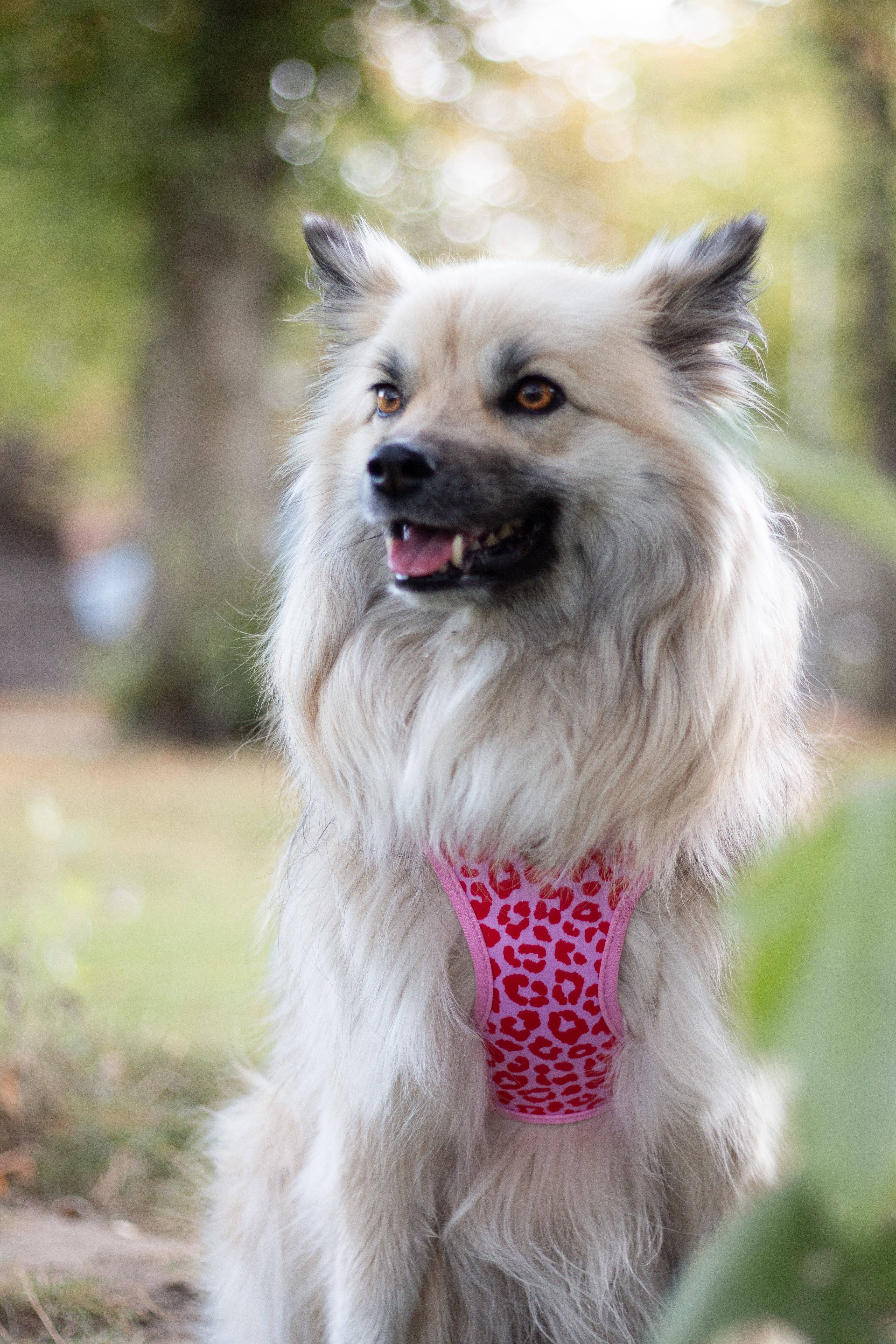 Collarfull - Wholesale Pet Harness - Dog - Tiny Trails step-in dog harness - Pink Panther2