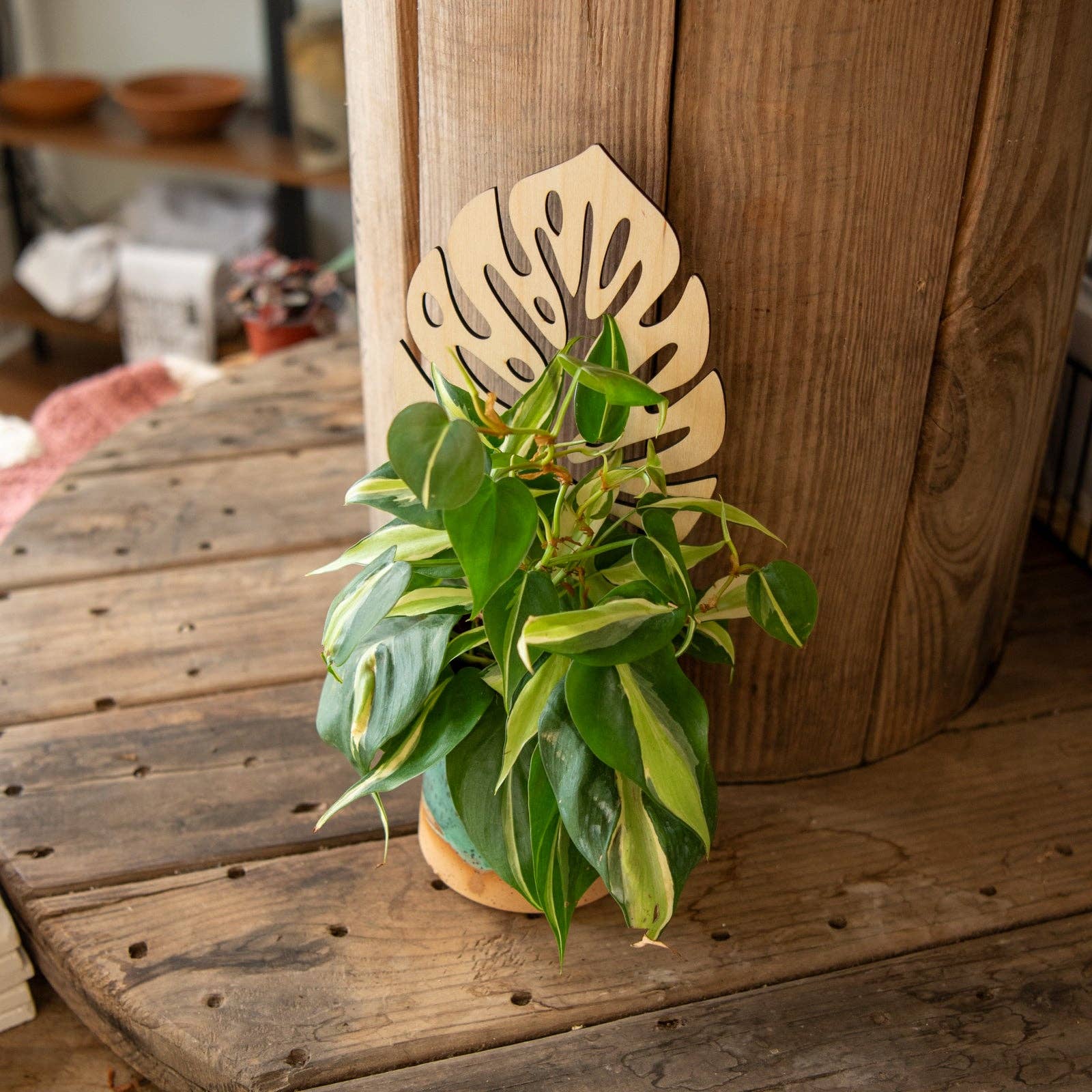 Still Magnolia - Wholesale Trellis - Plant Trellis - Monstera Leaf2