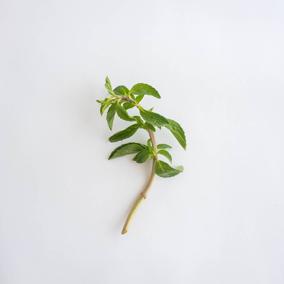 Be Aromatic - Wholesale Herbs - Organic seasoning - Poejo1