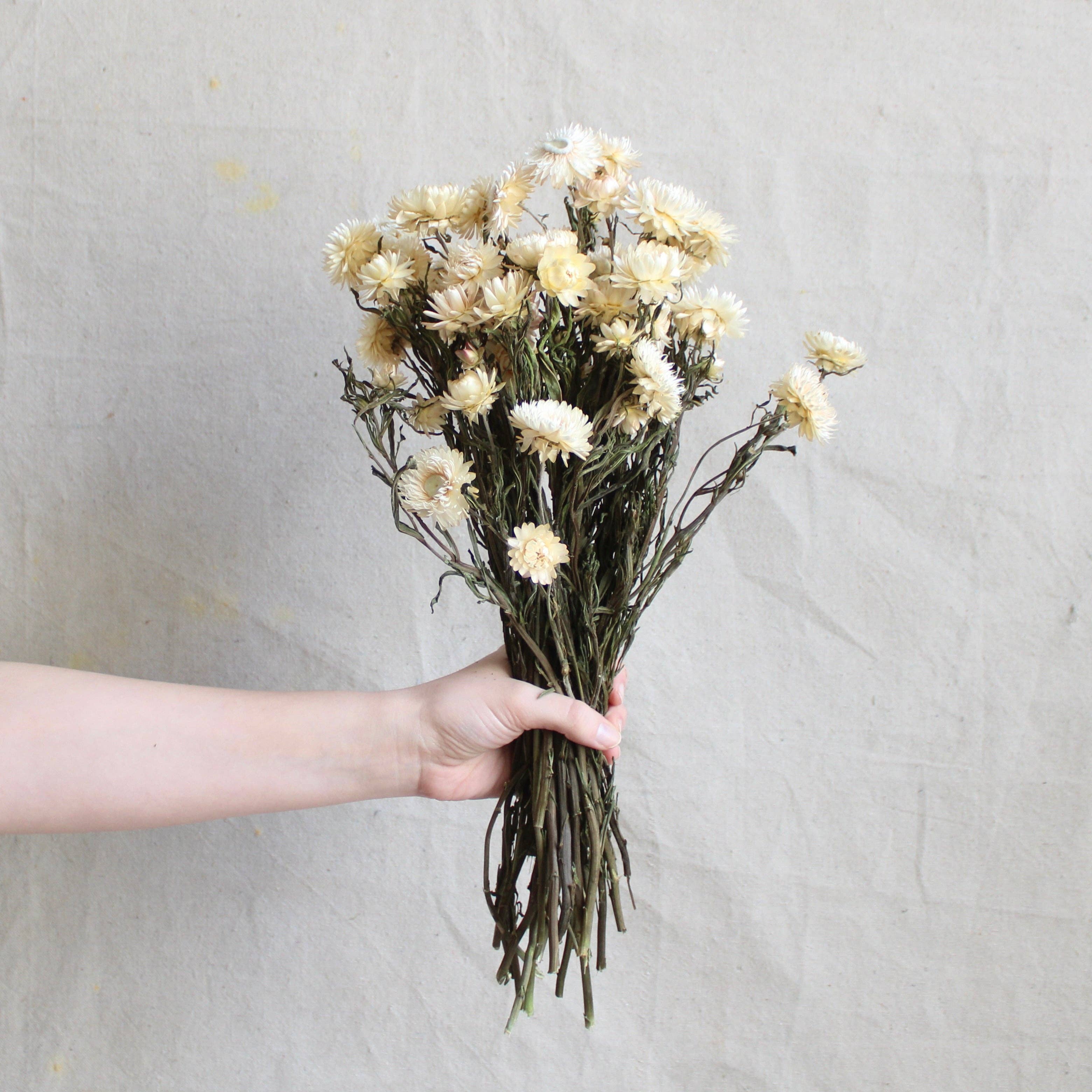 Roxanne's Dried Flowers - Wholesale Dried/Pressed Flowers - Strawflower - Dried0