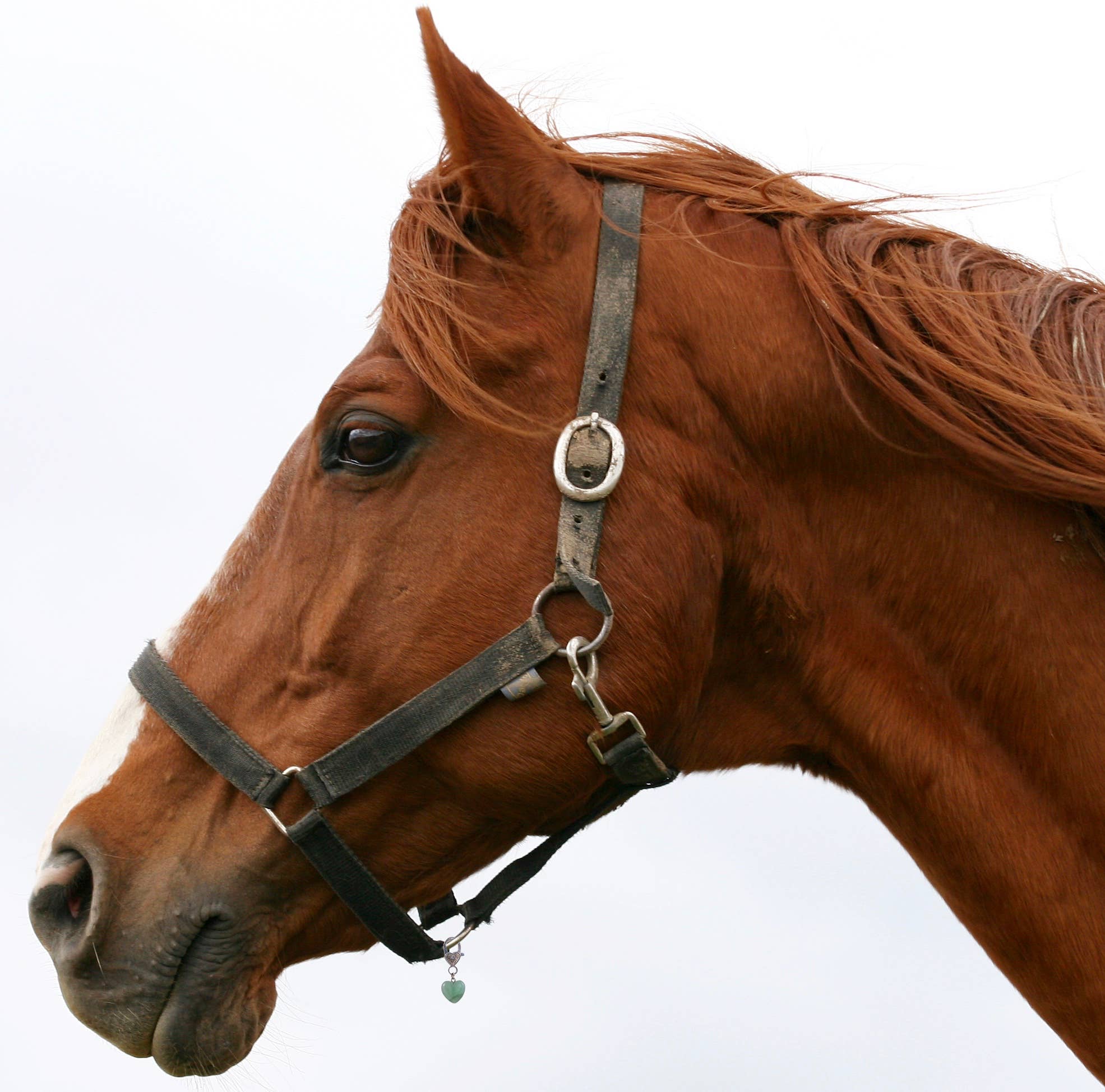 Crystal Pet Love - Wholesale Pet Collar Charm - Cat/Dog - Healing Green Aventurine Pet Pendant for Crystal Support4