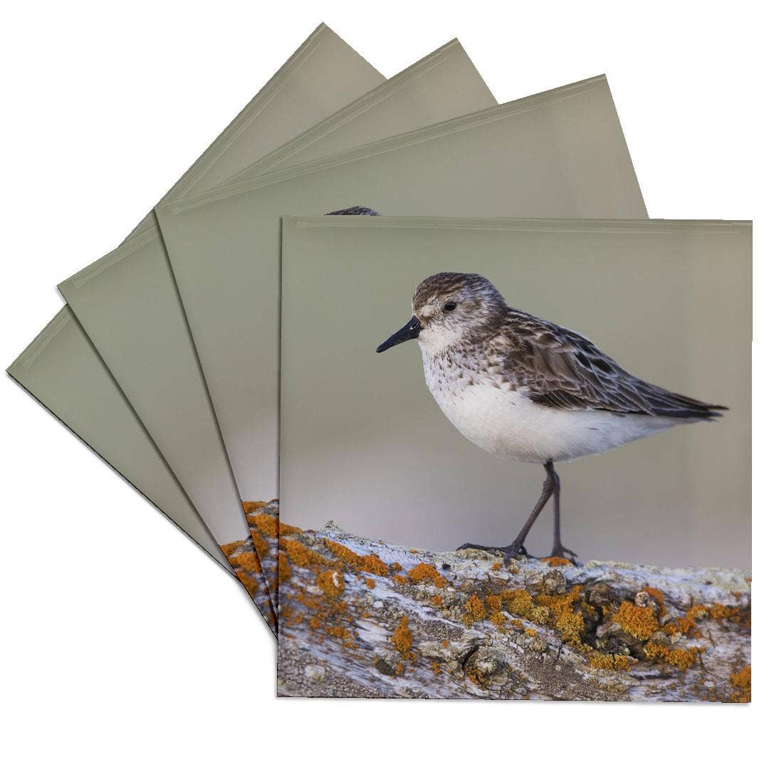 3dRose - Wholesale Coasters - 3dRose, Semipalmated sandpiper, Coaster0