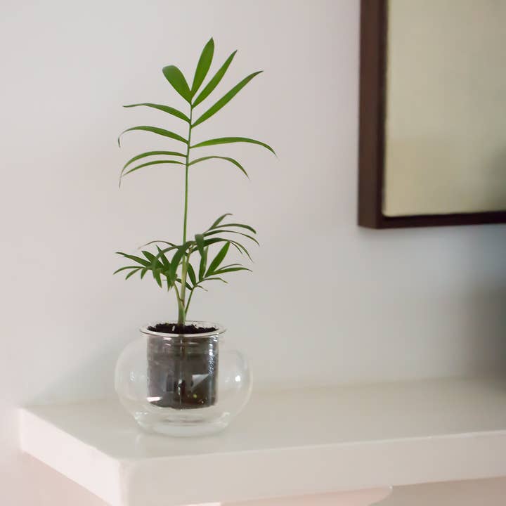 CUP O FLORA® - Wholesale Plant Pot - Small Self-watering Planter4