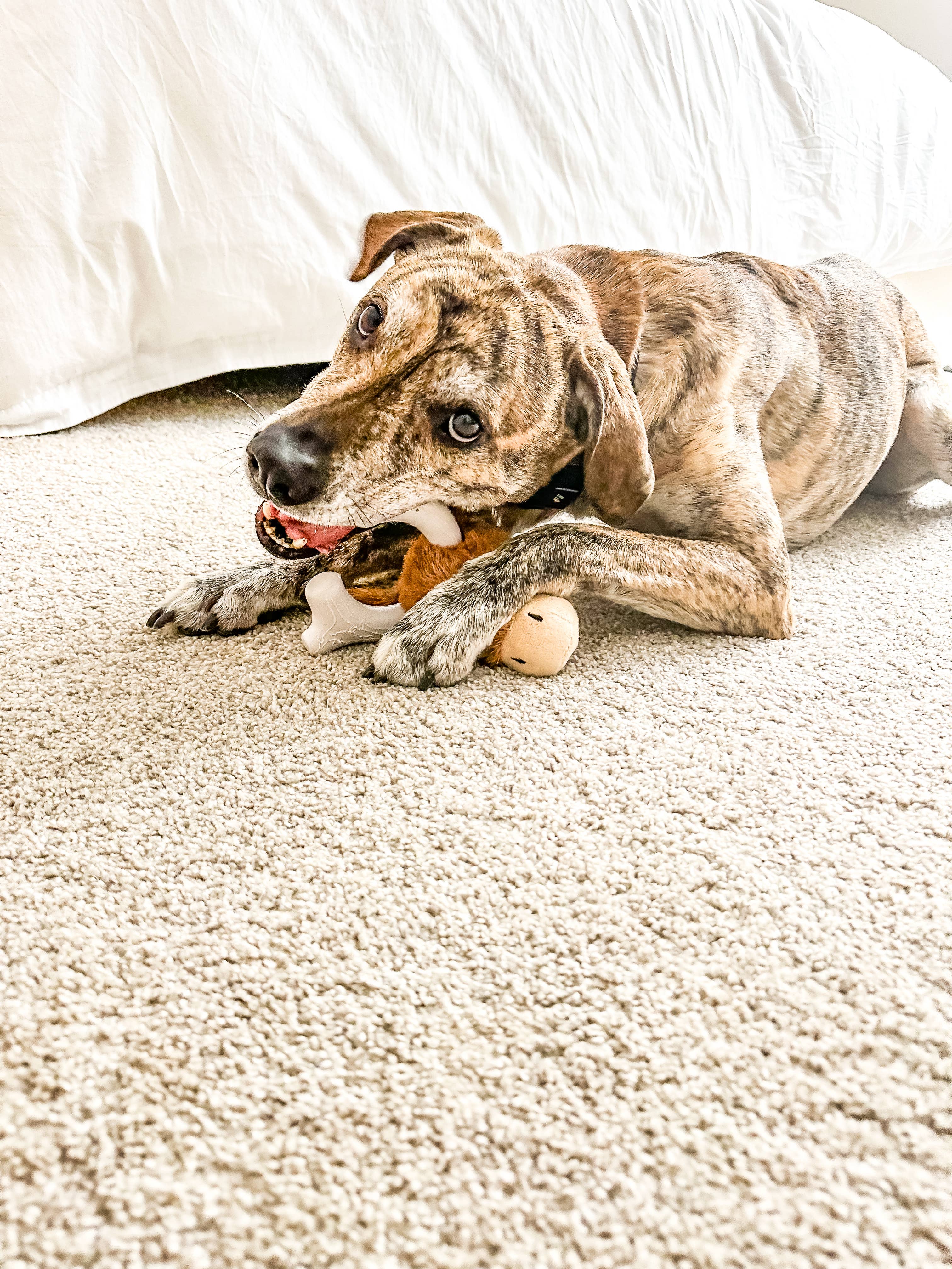 Spunky Pup – Peluche - Cão por atacado – Knuckle Heads - Brinquedo 2 em 1 de Pelúcia e Nylon3