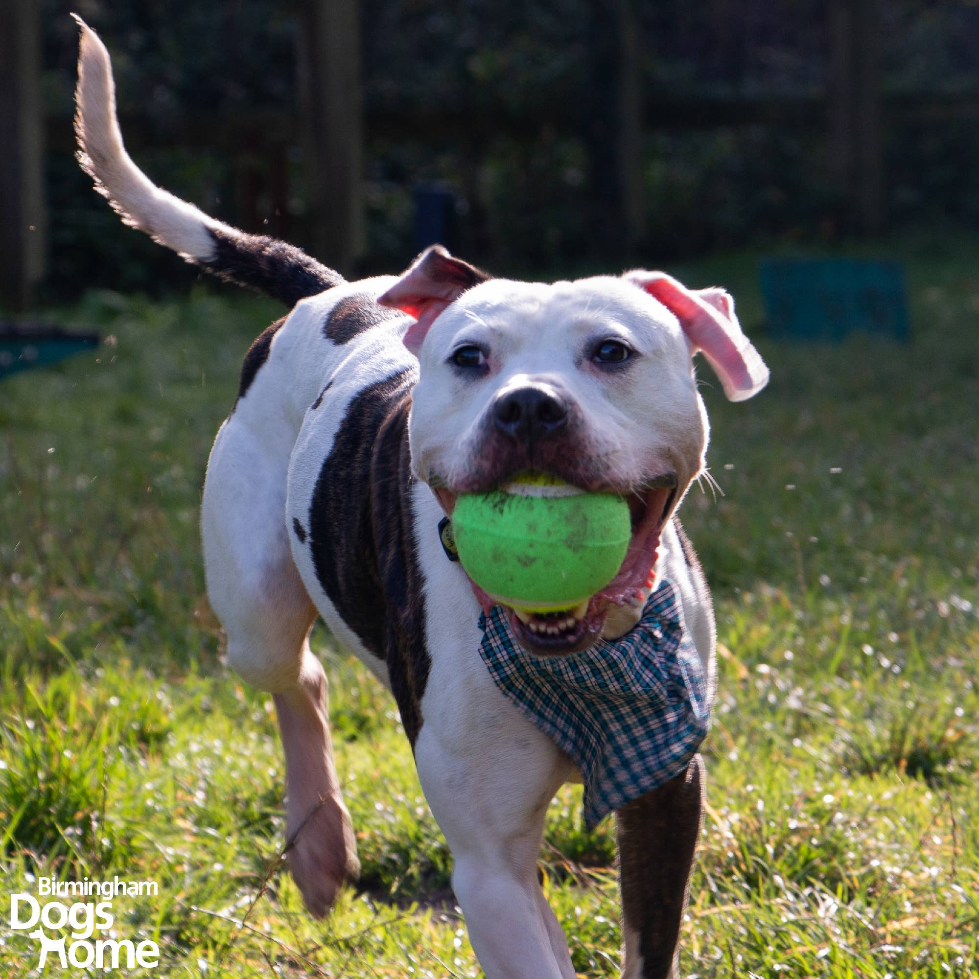 Ancol Pet Products Ltd – wholesale Pet fetch ball – Dog – Playtime For Dogs Chase -  Mega Tennis Ball Dog Toy1