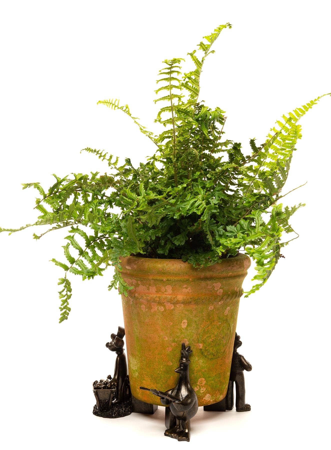 Jardinopia US - Wholesale Plant Pot - Wallace and Gromit Plant Pot Feet - Wallace, Gromit and Feathers Mcgraw0