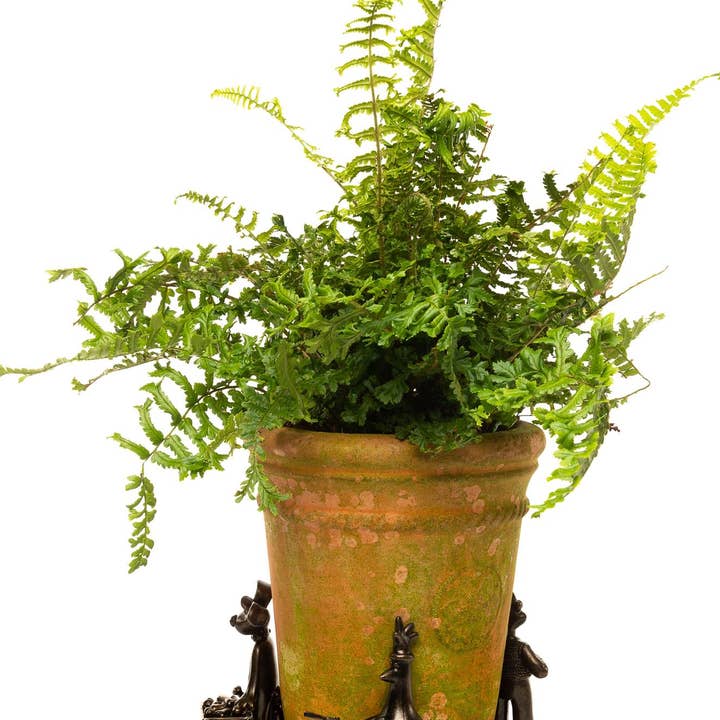 Jardinopia US - Wholesale Plant Pot - Wallace and Gromit Plant Pot Feet - Wallace, Gromit and Feathers Mcgraw