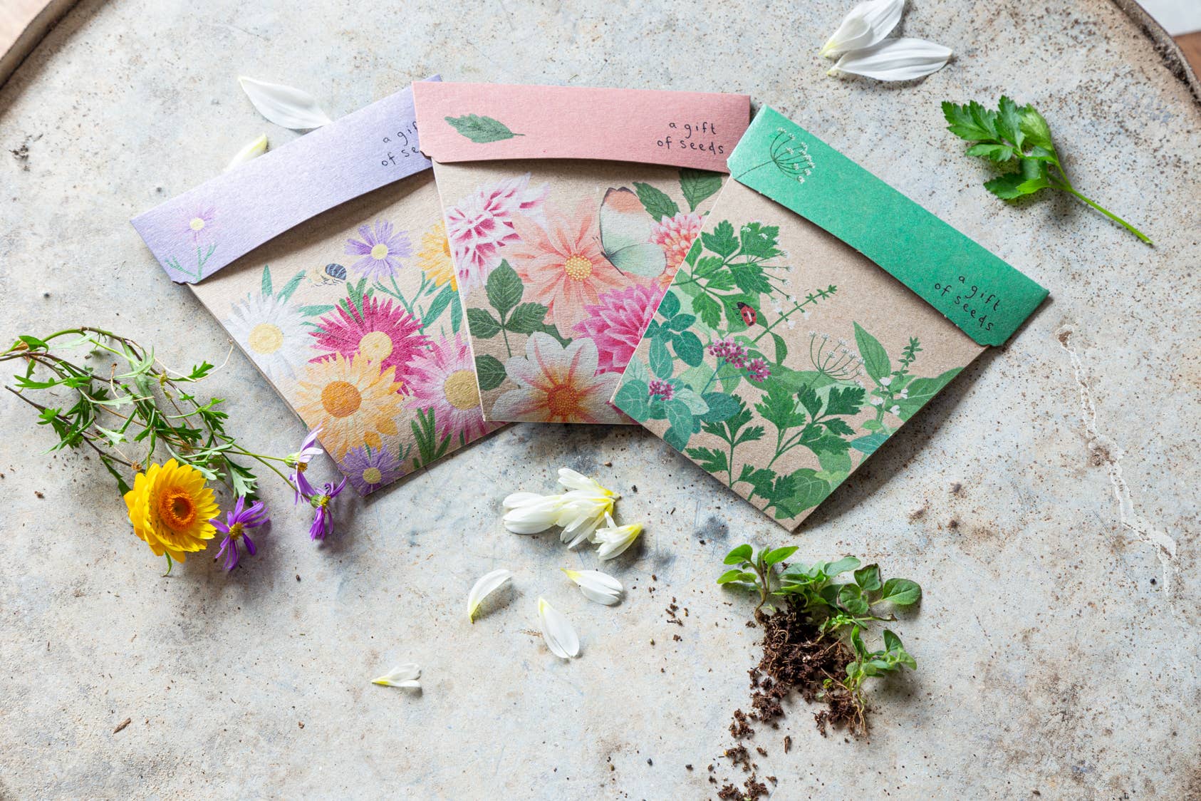 Sow 'n Sow – wholesale Frön – Inhemska prästkragar gåva av frön (endast Australien)4