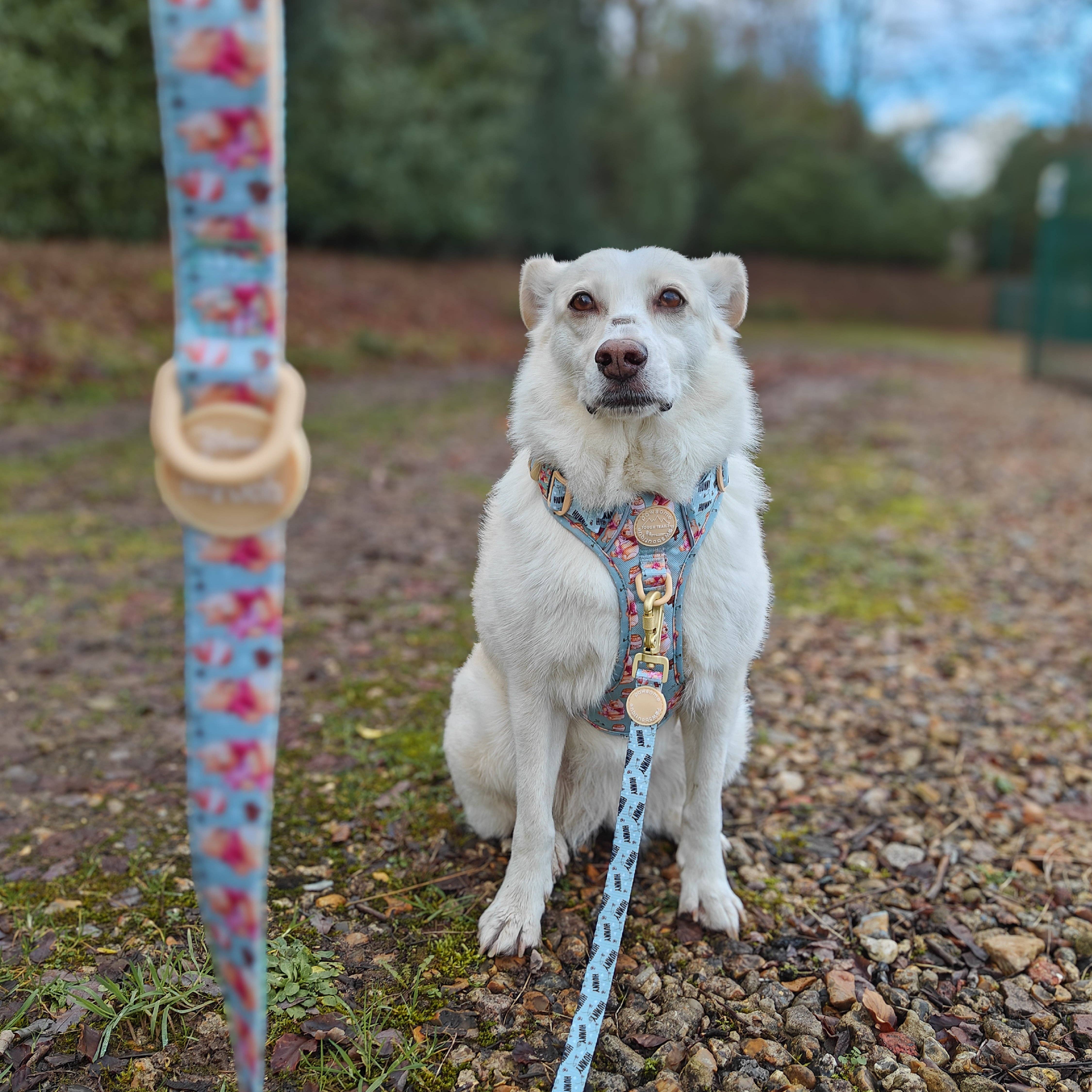 Pawsome Paws - Wholesale Pet Leash - Dog - Disney© Lead - Winnie the Pooh7