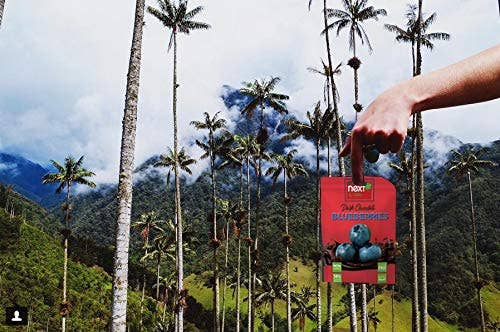 Next Organics - Wholesale Chocolate Covered Sweets - Dark Chocolate Blueberries 3 oz3