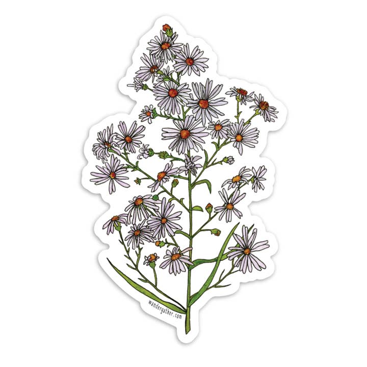 Frost Aster Wildflower, Native Plant Waterproof Sticker for wholesale by Wander & Gather